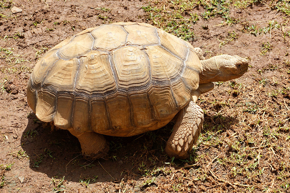 tortoise close up